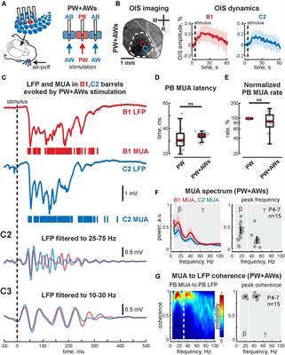 Horizontal Synchronization of Neuronal Activity in the Barrel Cortex of the Neonatal Rat by Spindle-Burst Oscillations